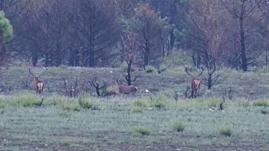 Los berridos persisten en la Sierra de la Culebra