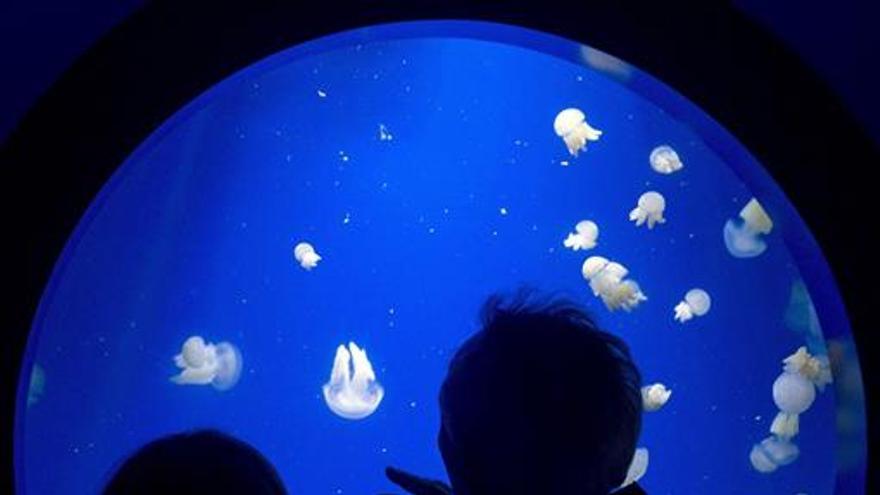 18 especies de medusas se hacen con un espacio en el Oceanogràfic