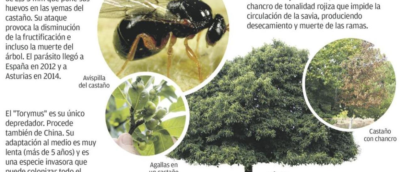 El sector forestal pide actuar contra el insecto chino que extermina al castaño