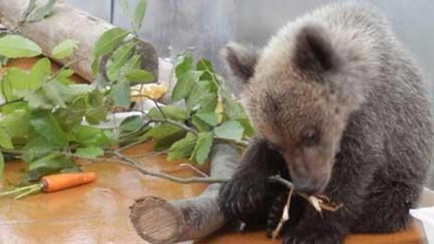 &quot;Molinera&quot;, en el Centro de Recuperación de la Fauna de Sobrescobio. | foto cedida por el principado