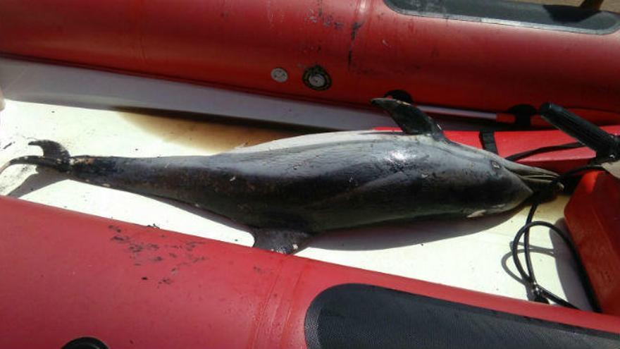 El delfín hallado en Dénia no presenta heridas aparentes de hélices