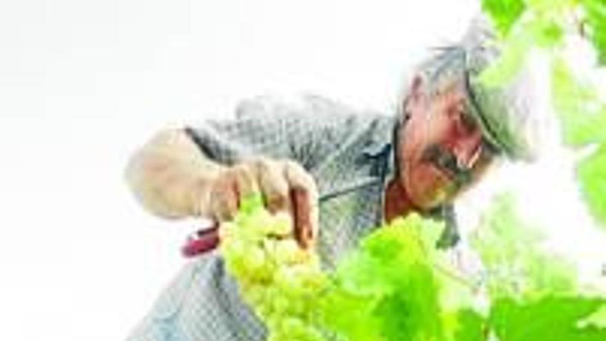 Los agricultores temen pérdidas por la bajada del precio de la uva