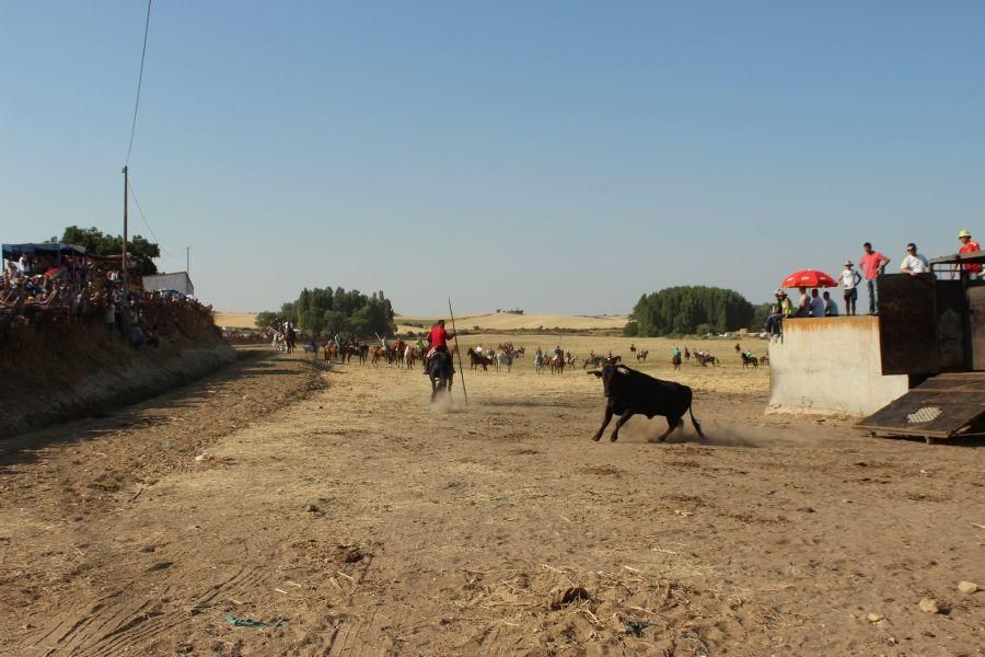 Fiestas en Zamora: Encierro en Argujillo