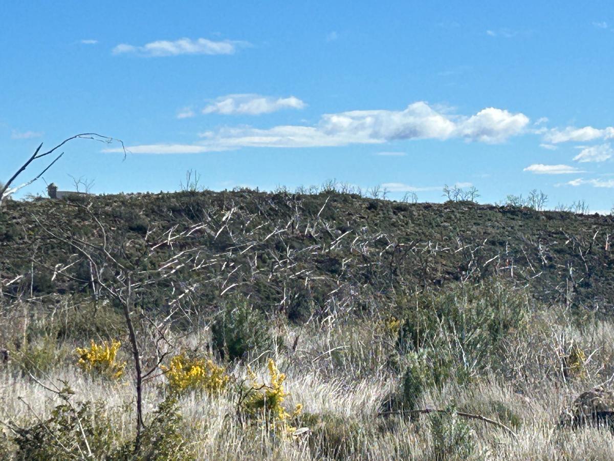 La madera muerta se amontona de forma natural y va pudriéndose.