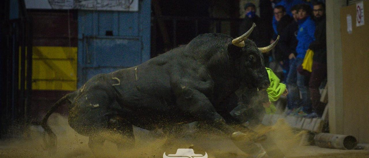 Uno de los aspirantes a un premio es el toro de Antonio López Gibaja que causó furor en la Todolella.