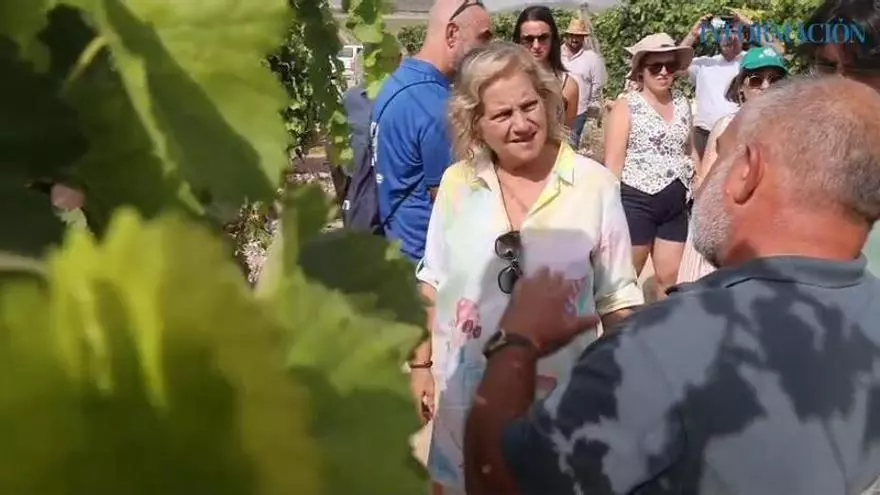 Así es la técnica del embolsado de la uva de mesa del Vinalopó