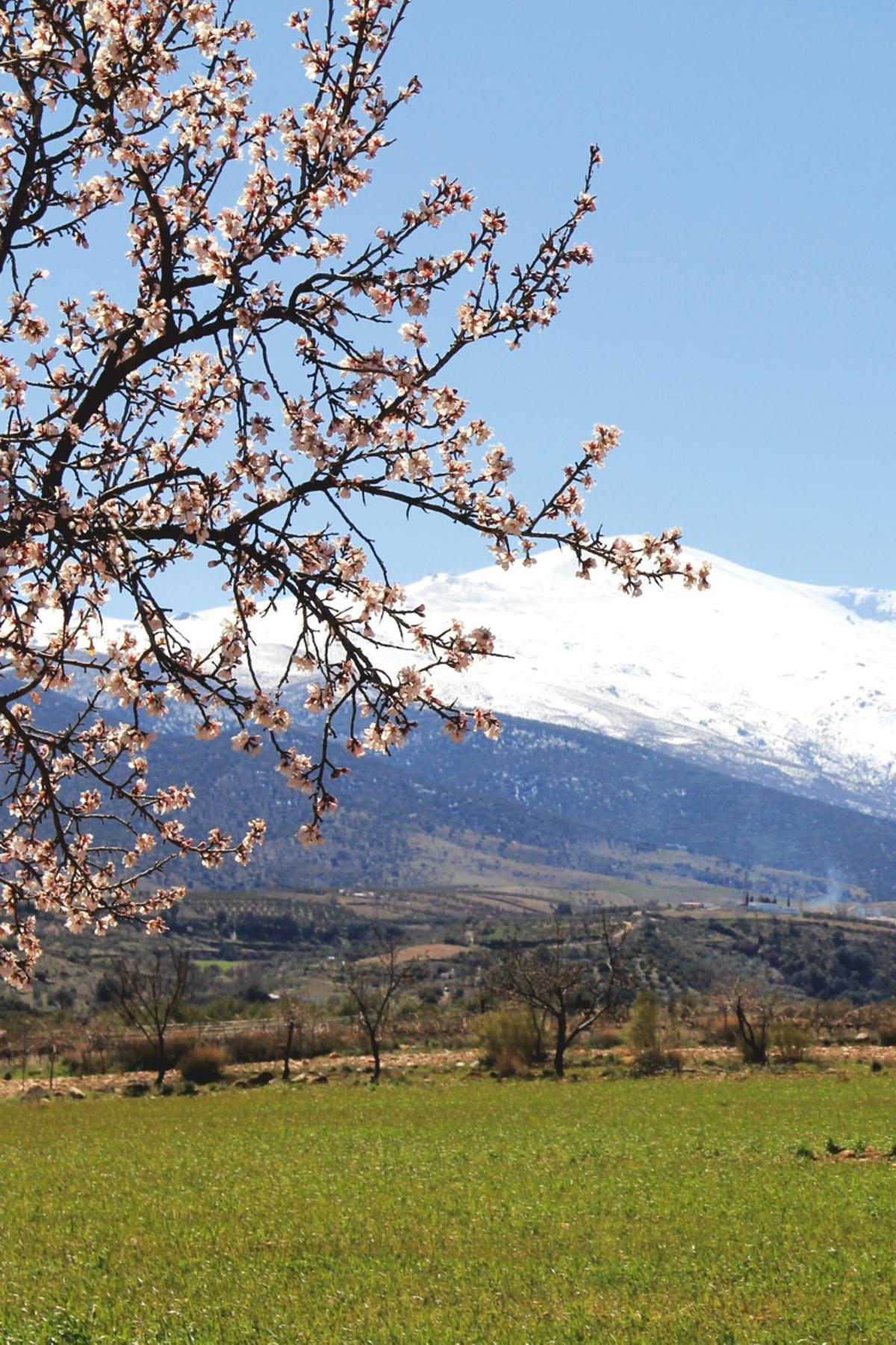 Floración del almendro en Polícar