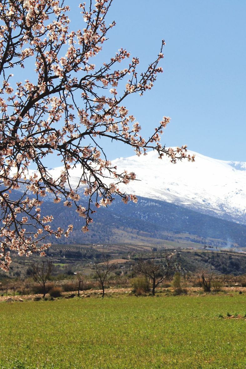 Floración del almendro en Polícar