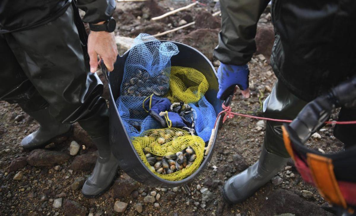 Mariscadores con el puente de A Pasaxe al fondo. |  Carlos Pardellas