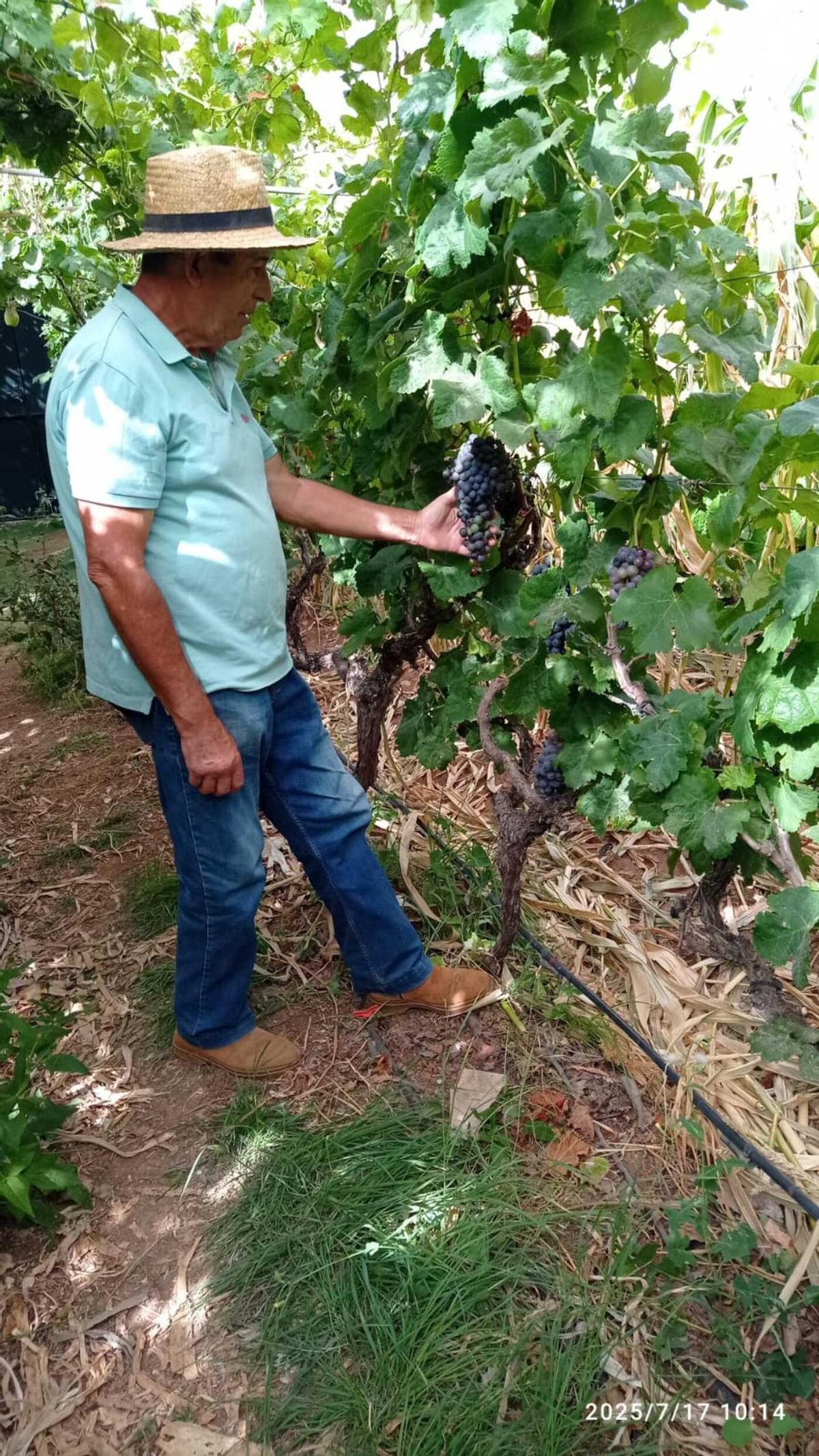 Chano Ortega, viticultor de Agüimes Chano Ortega, viticultor de Agüimes