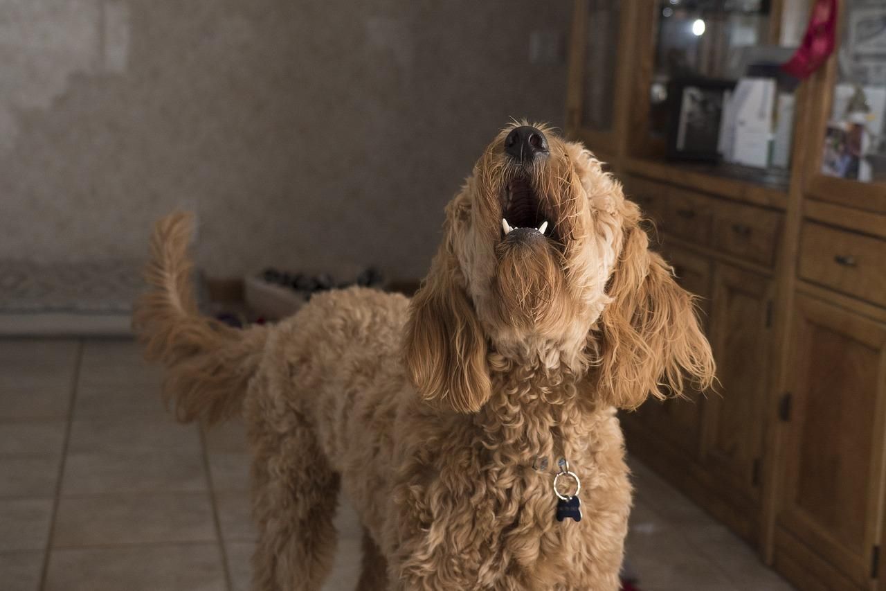 Un perro ladrando