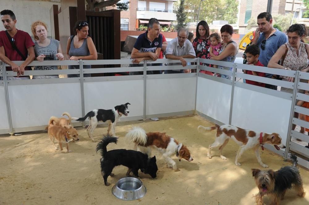 Muestra de mascotas en La Fama