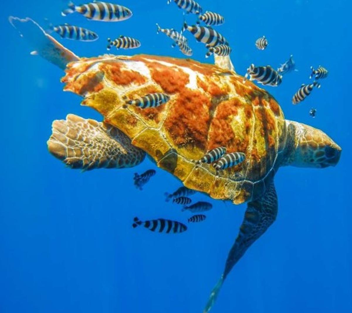 Imagen que usa el Ministerio para divulgar su campaña de preservación de las tortugas marinas.