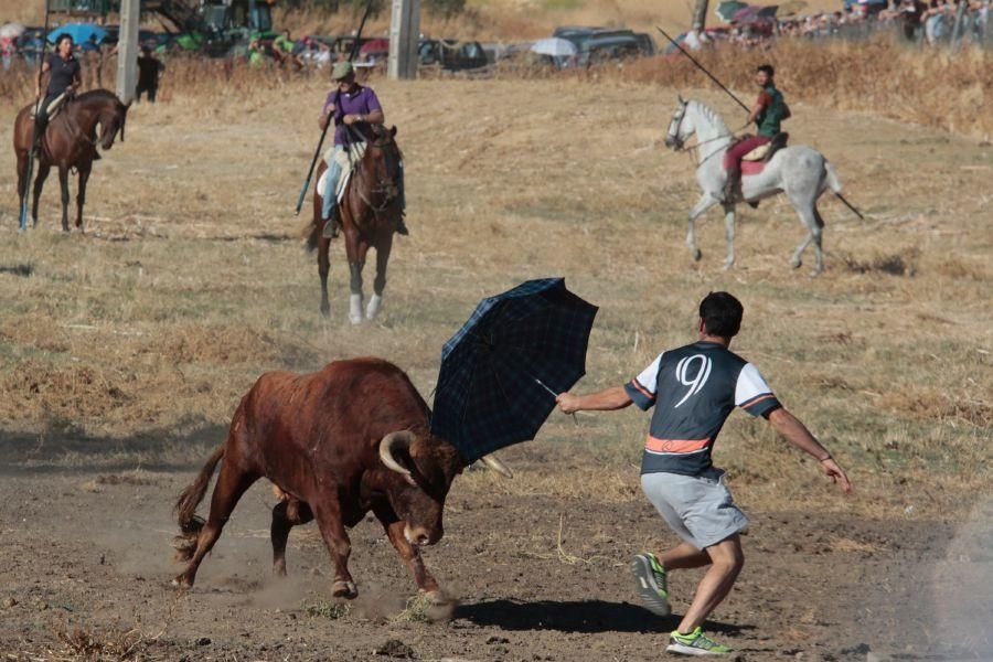 Encierro mixto en San Miguel de la Ribera