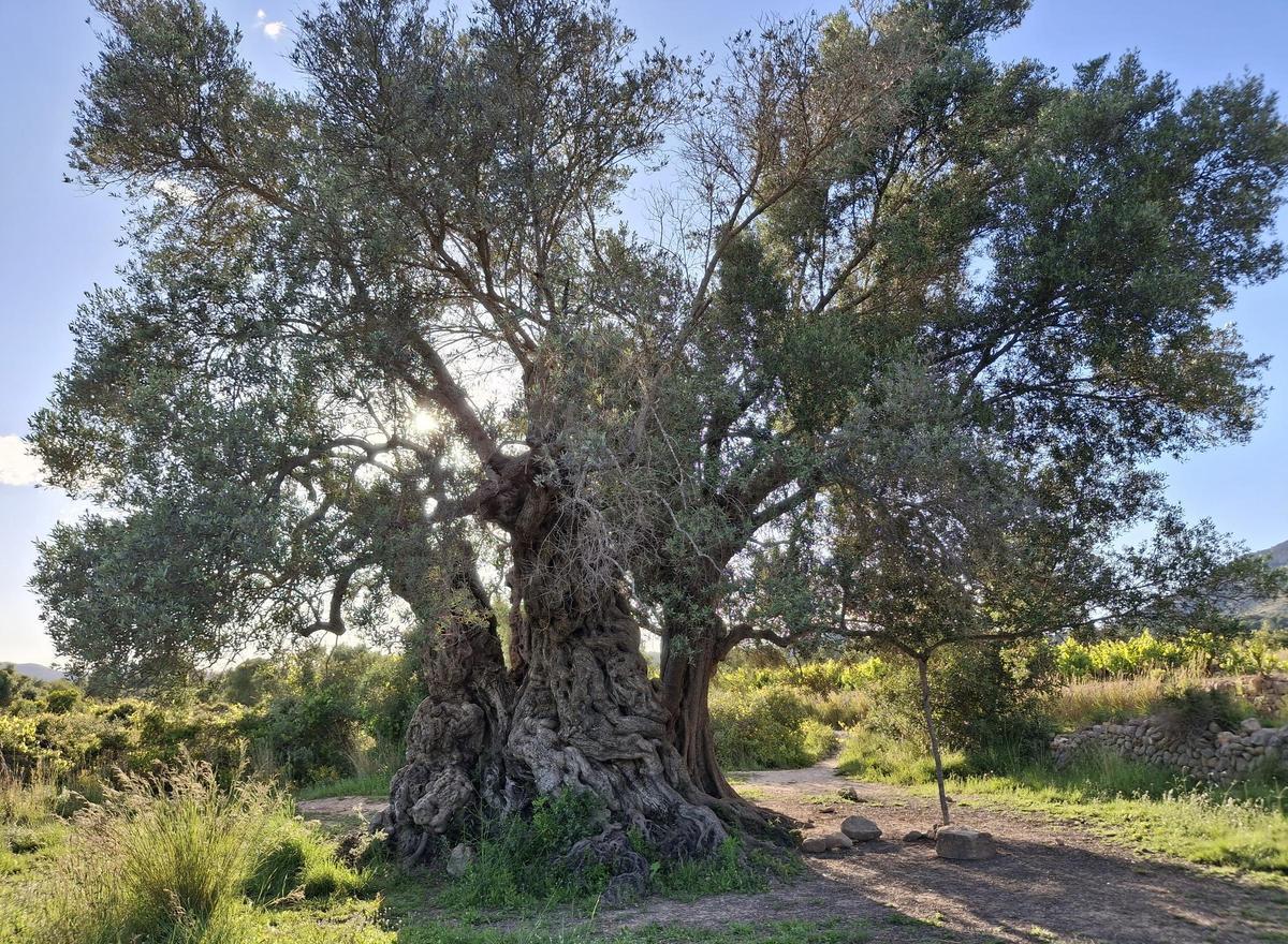 La monumental "olivera mil.lenària", árbol mítico y de honda mediterraneidad