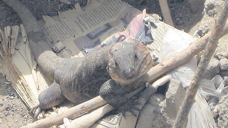 Ejemplar de lagarto gigante de Gran Canaria en Tamaraceite