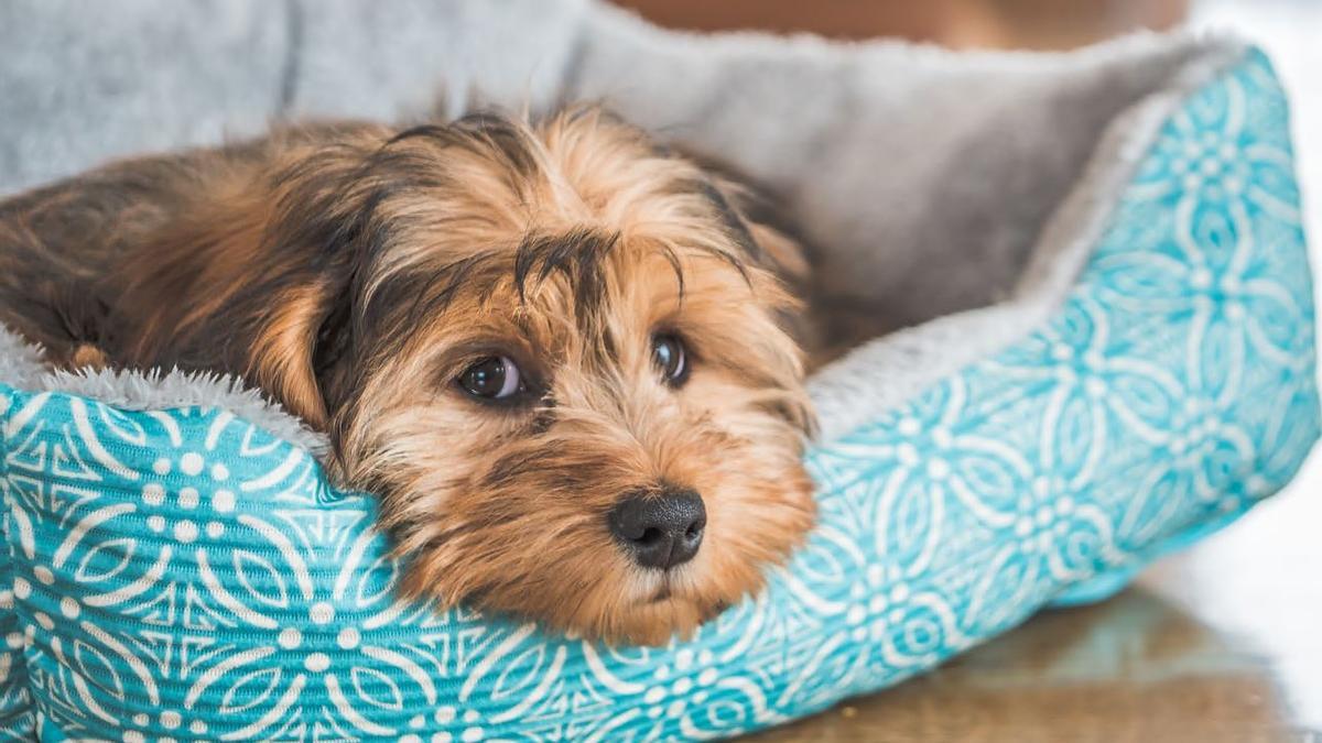 TRUCOS PERROS | ¿Qué hacer cuando un perro tiene miedo a las tormentas?