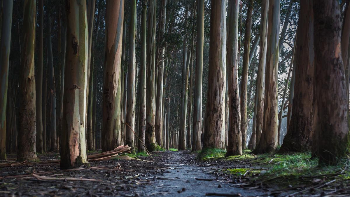 Aunque ocupa el 17% por ciento de la superficie forestal, el eucalipto produce el 60% de la madera que se obtiene cada año en la comunidad autónoma.
