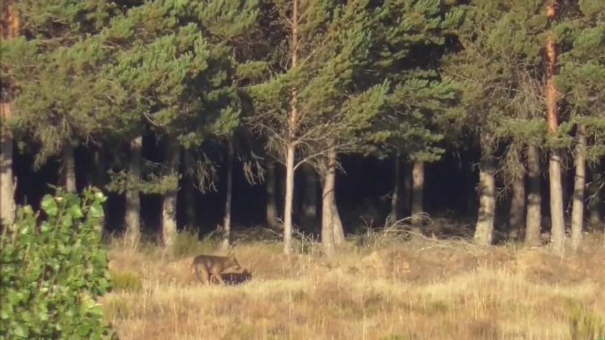 La sierra de la Culebra y el lobo