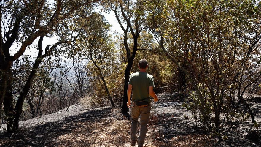 La falta de gestión forestal agrava el riesgo de sufrir grandes incendios