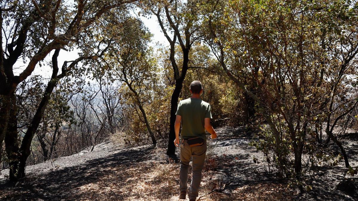 Enrique Urbano camina sobre una zona afectada por el incendio.