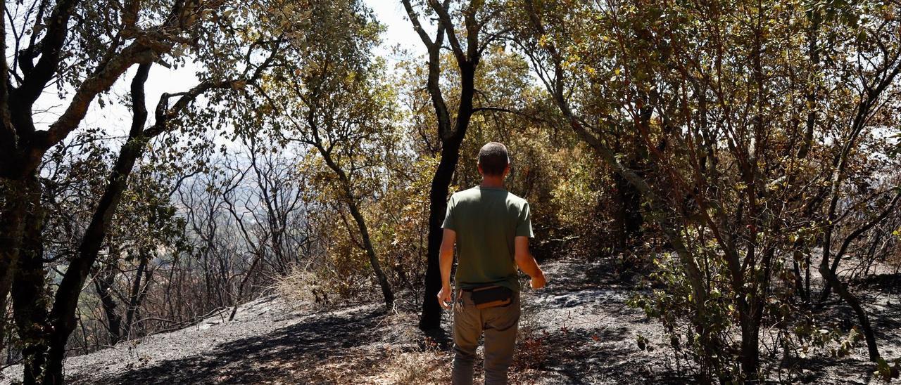 Enrique Urbano camina sobre una zona afectada por el incendio.