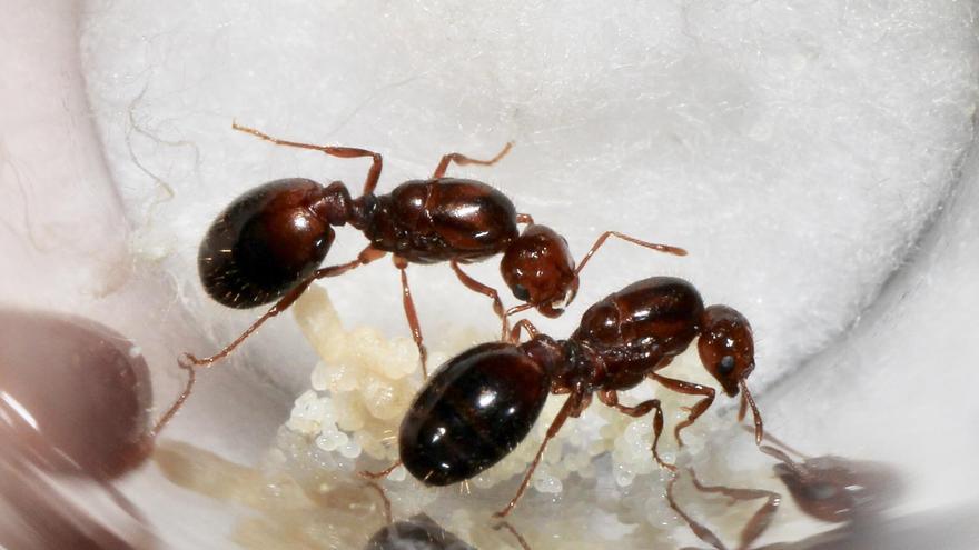 La ciencia ciudadana puede ayudar a la erradicación de la hormiga roja de fuego