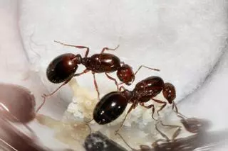 Diez remedios naturales e infalibles para acabar con las hormigas