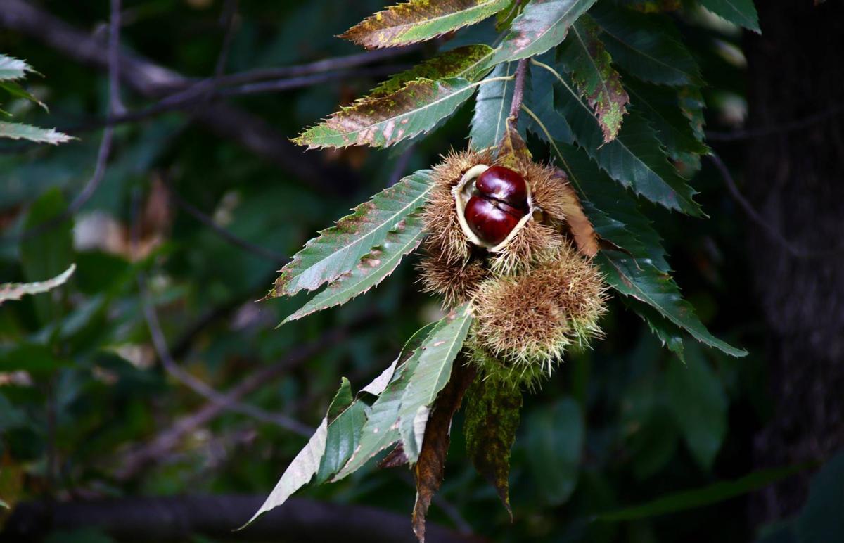 Detall d'un pelló ple de castanyes a punt de caure de l'arbre