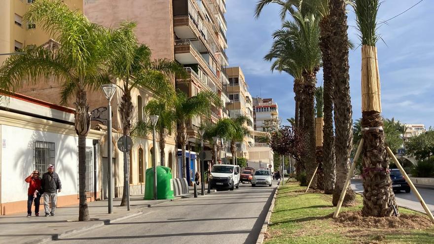Torrevieja retira y sustituye nueve palmeras del paseo Vista Alegre y hará lo mismo con 20 en el paseo de Juan Aparicio