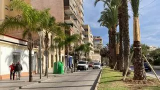 Torrevieja retirará 30 palmeras del centro con posible riesgo estructural tras el accidente mortal por el desplome de un ejemplar