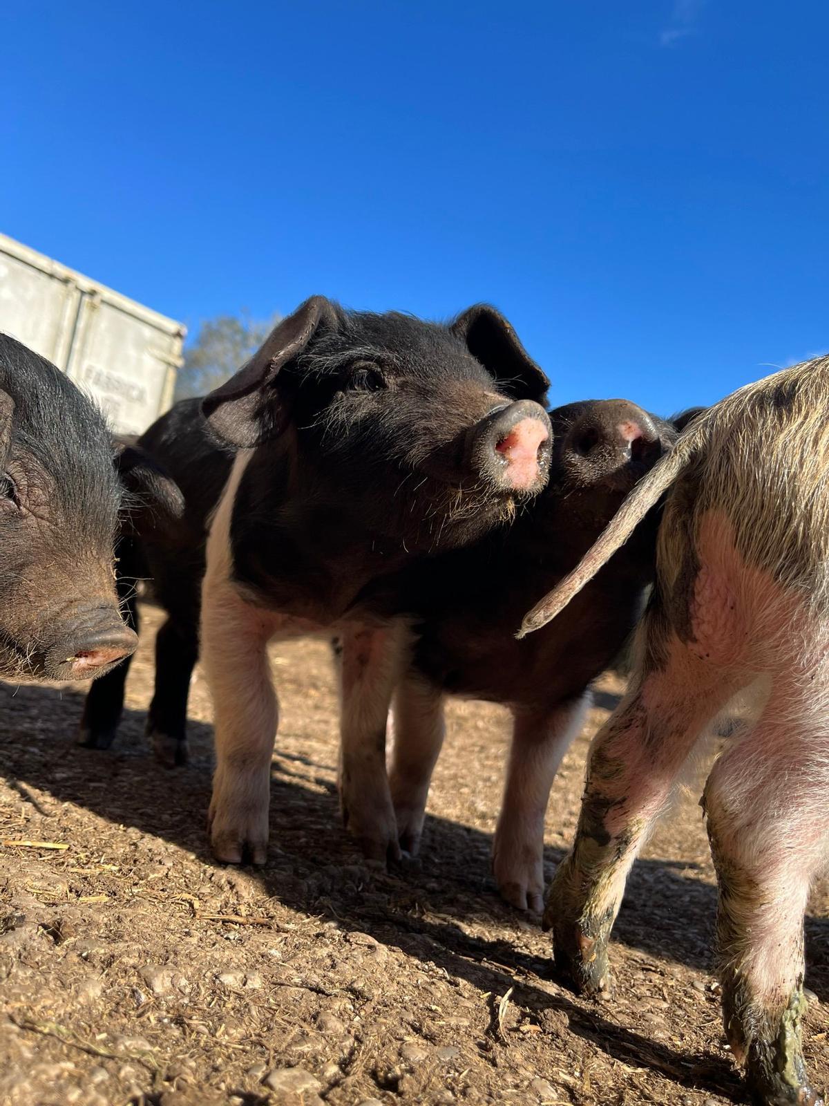 Balcó de Cabrera: quan el camp puja a taula