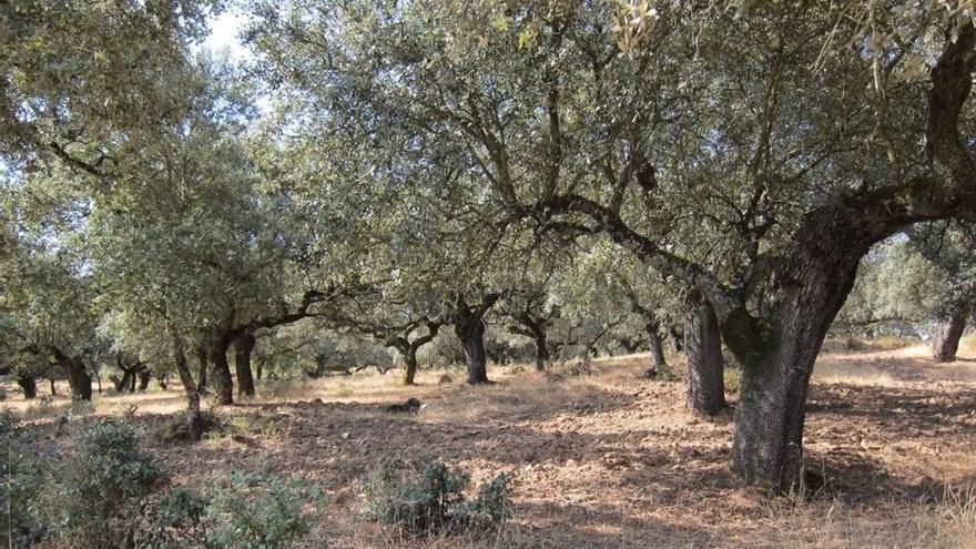 &quot;Extraer madera y preservar el ecosistema es posible&quot;: un proyecto europeo dibuja el futuro del bosque mediterráneo