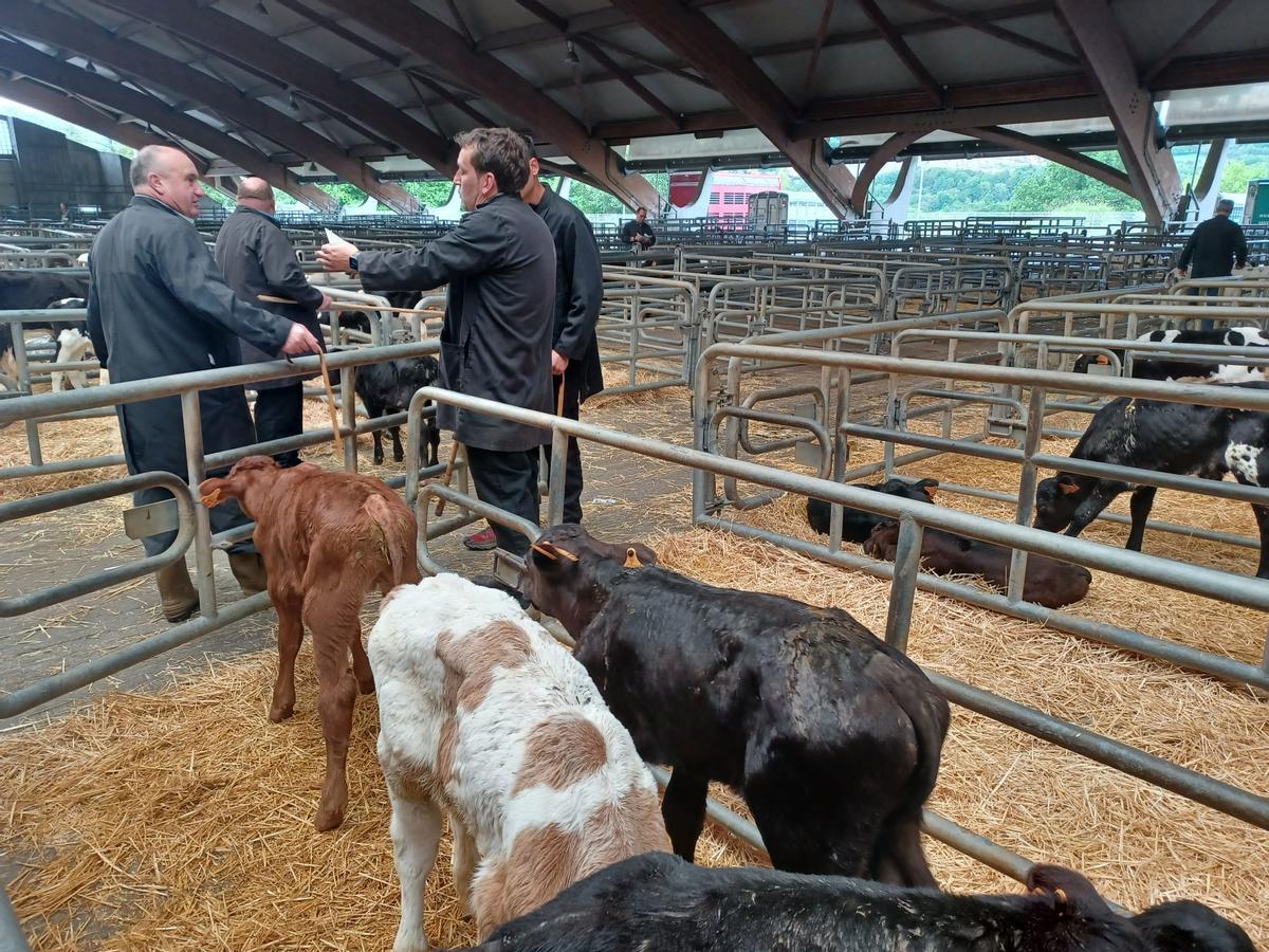 El mercado de ganado de los jueves en Siero: así operan los tratantes en la cita del recinto poleso
