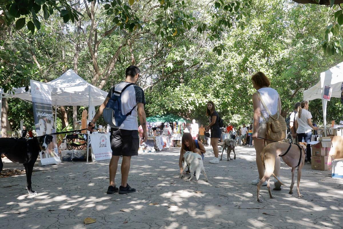 Una feria de los animales en València.