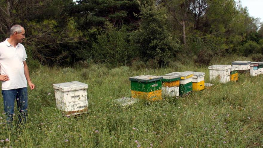 La vespa asiàtica podria arribar al Bages