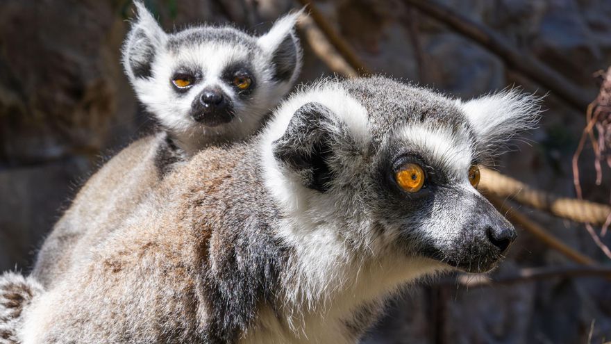 Loro Parque celebra un nuevo &#039;baby boom&#039;: nacen en Tenerife tres crías de una especie amenazada