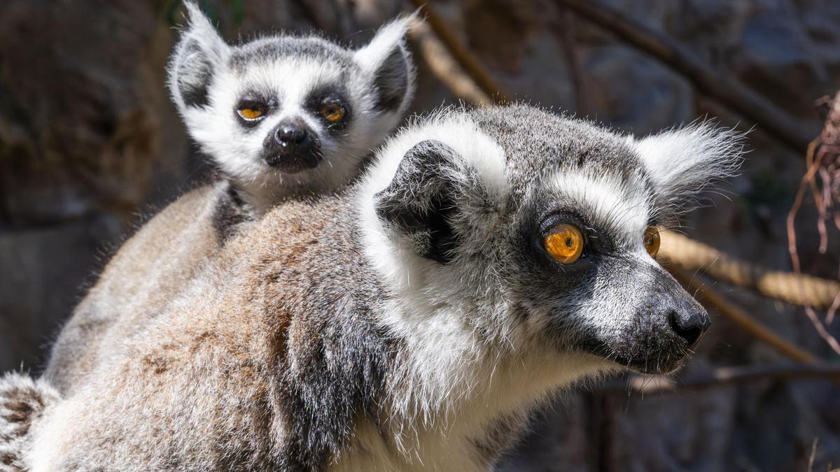 Una de las crías de lemur de cola anillada nacida este año en Loro Parque.
