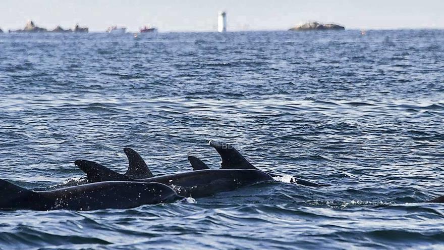 Un grupo de delfines localizados e identificados por el centro de investigación con base en O Grove. // BDRI