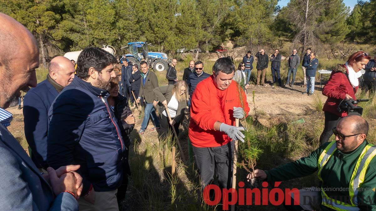 Bosque Disfrimur