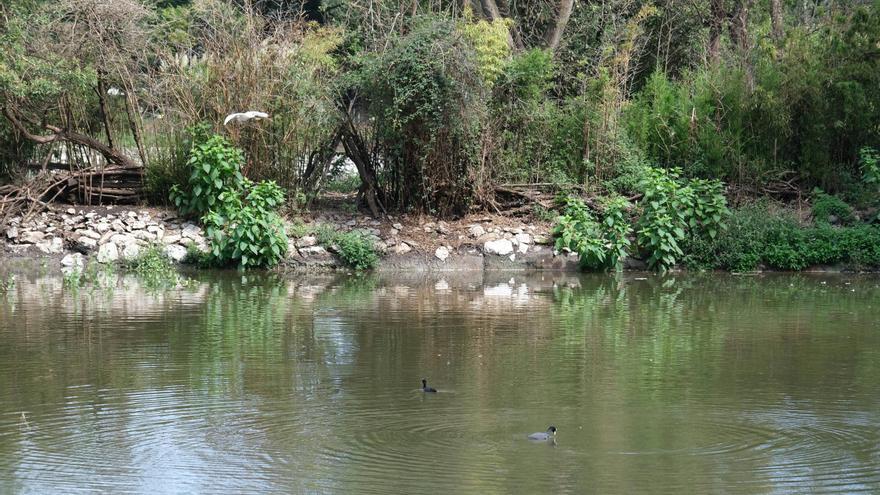 La intensa lluvia sube el agua de la laguna de Isabel la Católica (en imágenes)