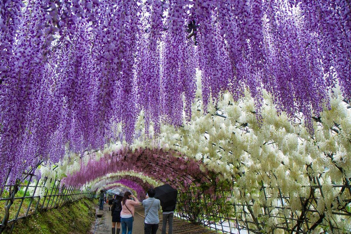 Túnel de glicinias de los jardines Kawachi Fuji en Kitakyushu, Japón