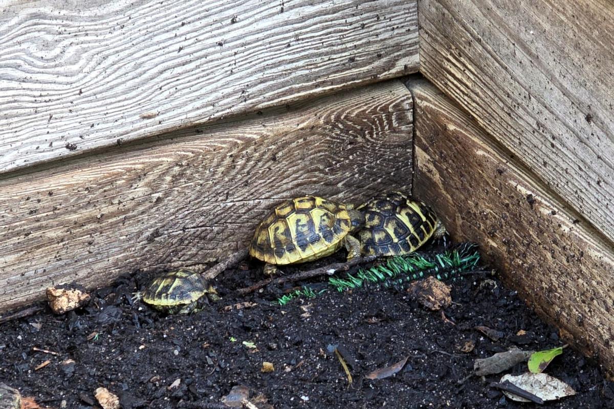Al Centre de Reproducció de Tortugues de l’Albera hi ha diversos espais reservats pels exemplars més joves Al Centre de Reproducció de Tortugues de l’Albera hi ha diversos espais reservats pels exemplars més joves