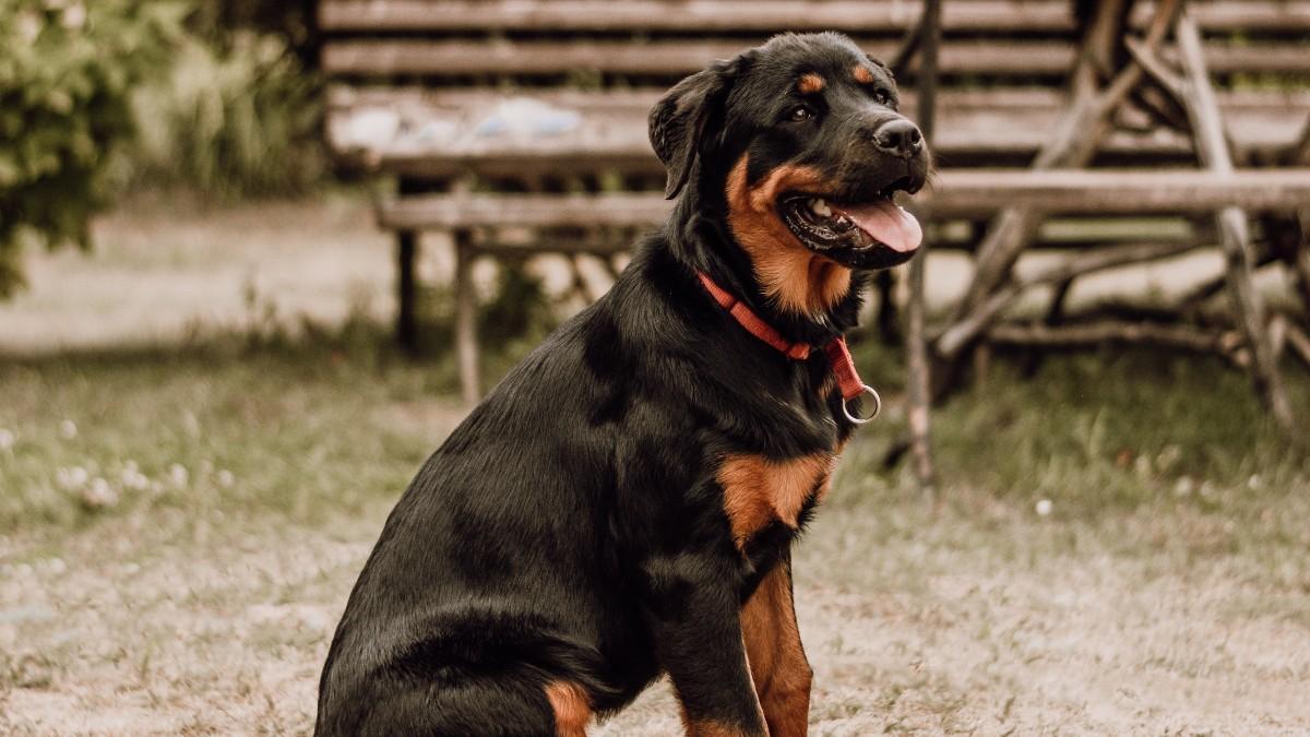 3 Cómo es el carácter del rottweiler: Conoce sus características y rasgos para cuidar mejor a este perro