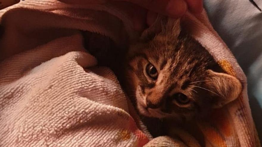 El heroico rescate de una camada de gatos del interior de una tubería en Canarias