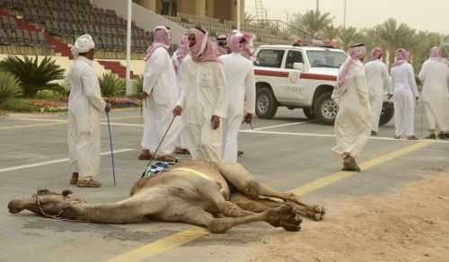 Un camello se desploma tras una carrera de competición de 20km en la apertura del festival Janadriya