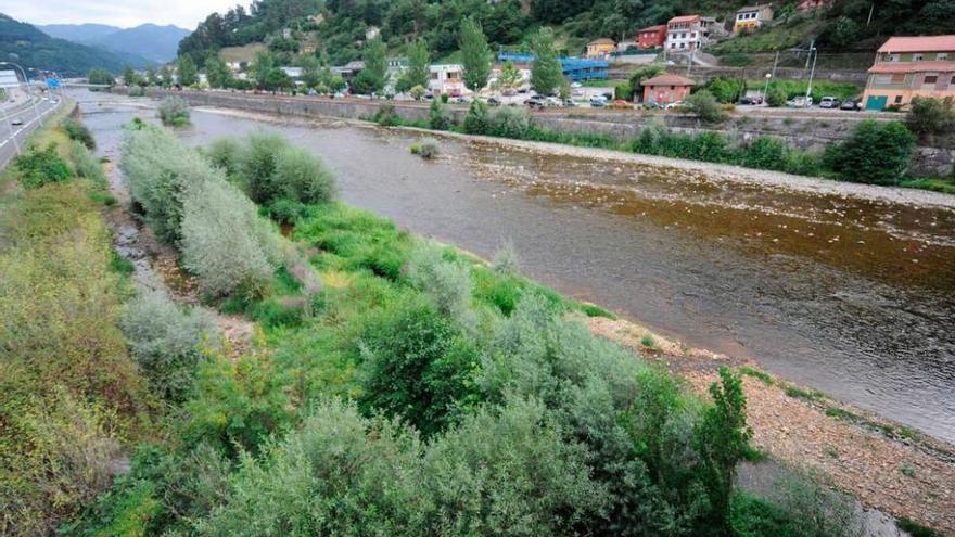 El río Caudal, con escasa agua y mucha maleza.