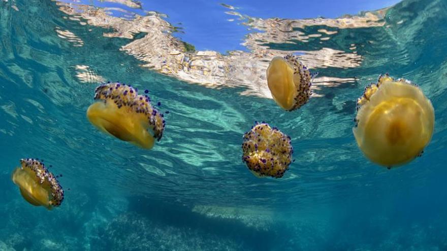 Playas de Ibiza: «No se puede controlar la proliferación de medusas»