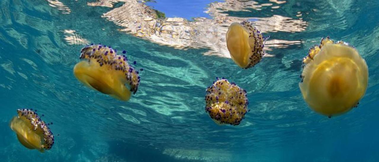 Un grupo de ‘Cotylorhiza tuberculata’, la medusa conocida como ‘huevo frito’.