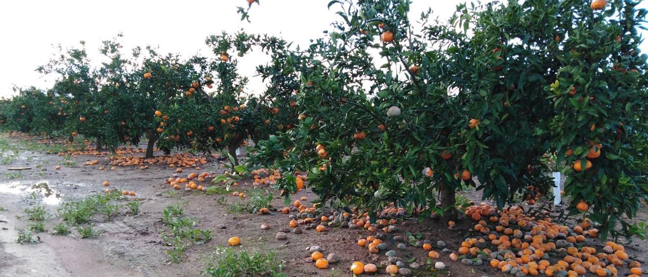 Campo de naranjas afectado por las lluvias de mayo.